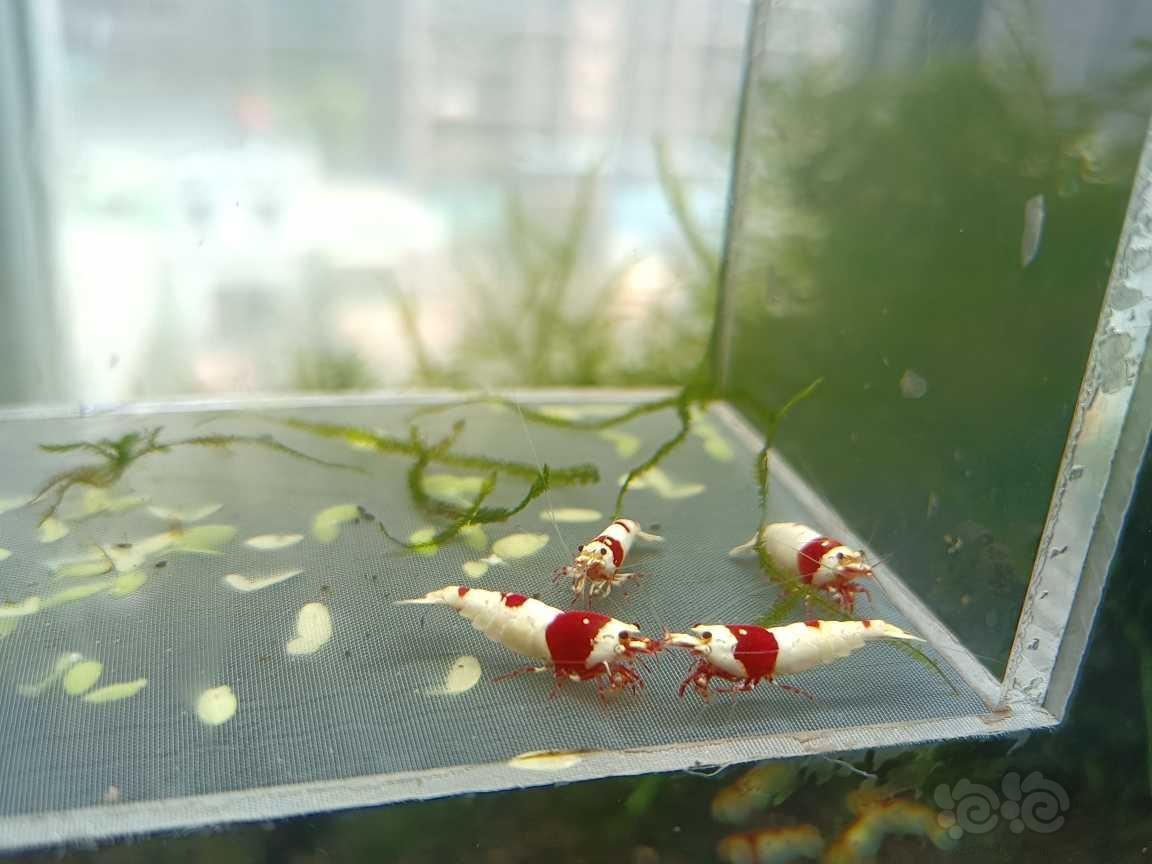 【虾】2021-07-1#RMB拍卖#红白纯血水晶虾一份两对共4-图5