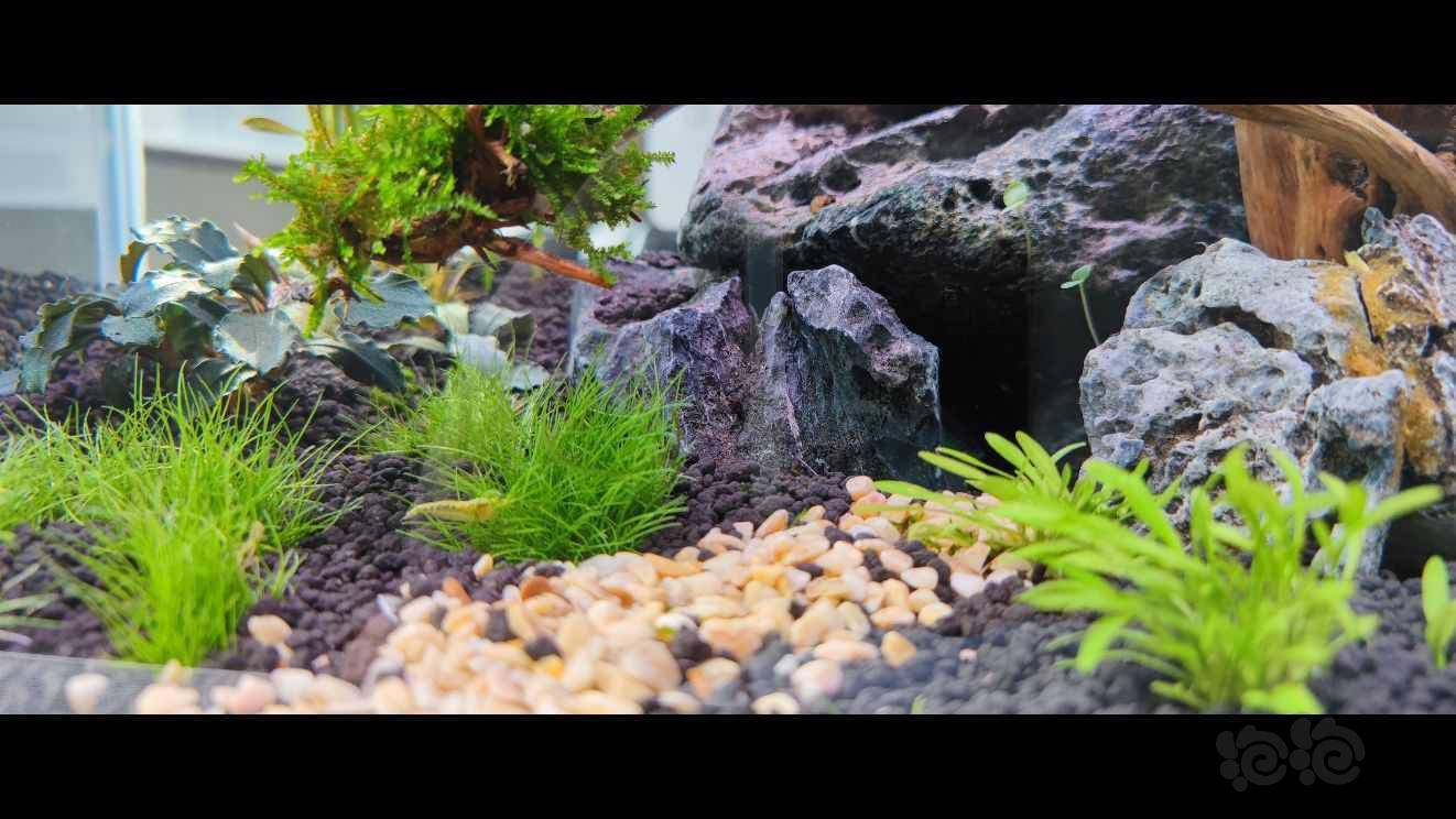 开缸第12天 听大家建议 加多了水草 泡泡水族