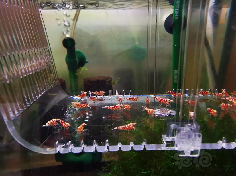 【虾】2021-07-27#RMB拍卖红花虎幼虾一组30只-图2