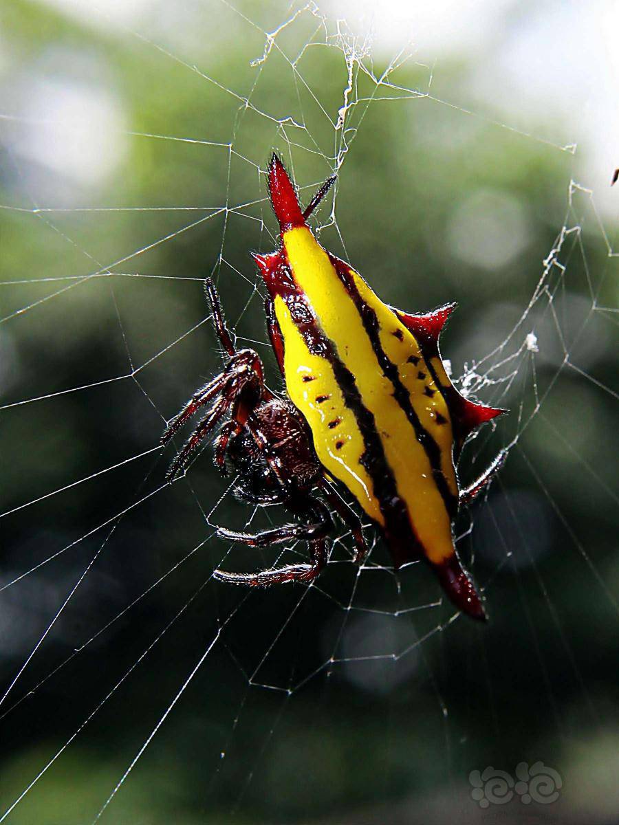 乳头棘蛛转自国家地理