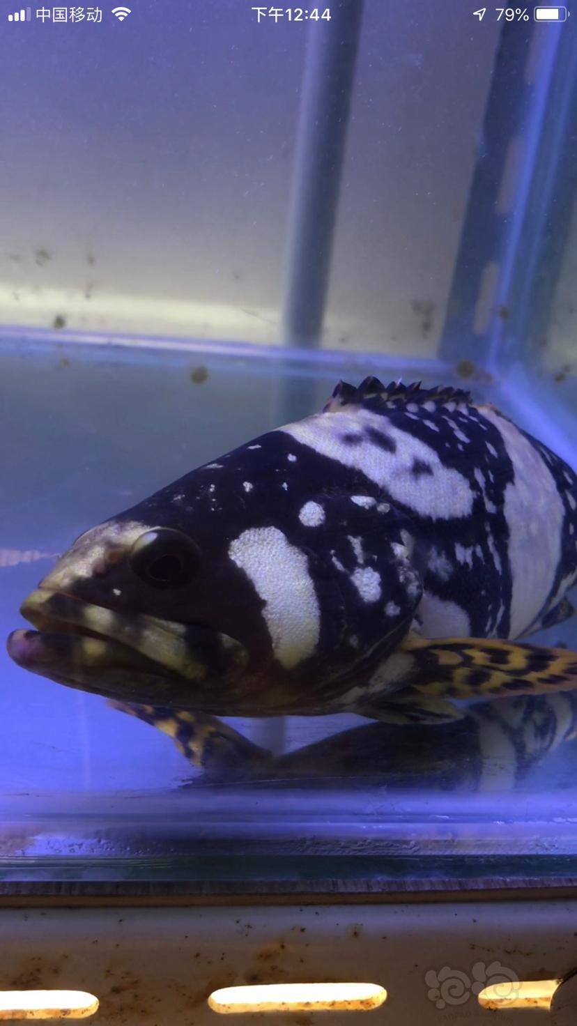 龙鱼龙鱼花尾龙趸