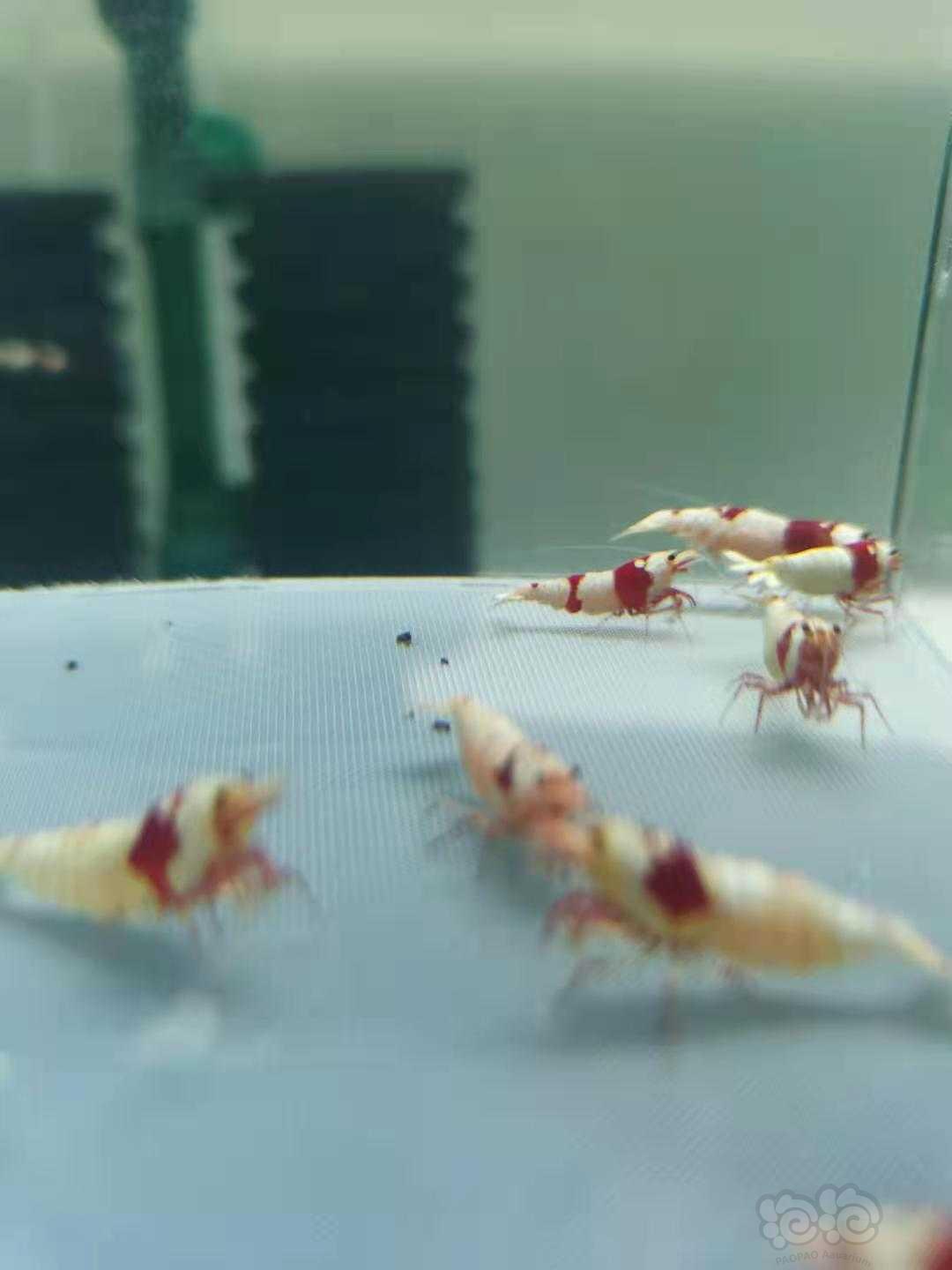 【虾】2021-7-8#RMB拍卖纯血红白10只-图2
