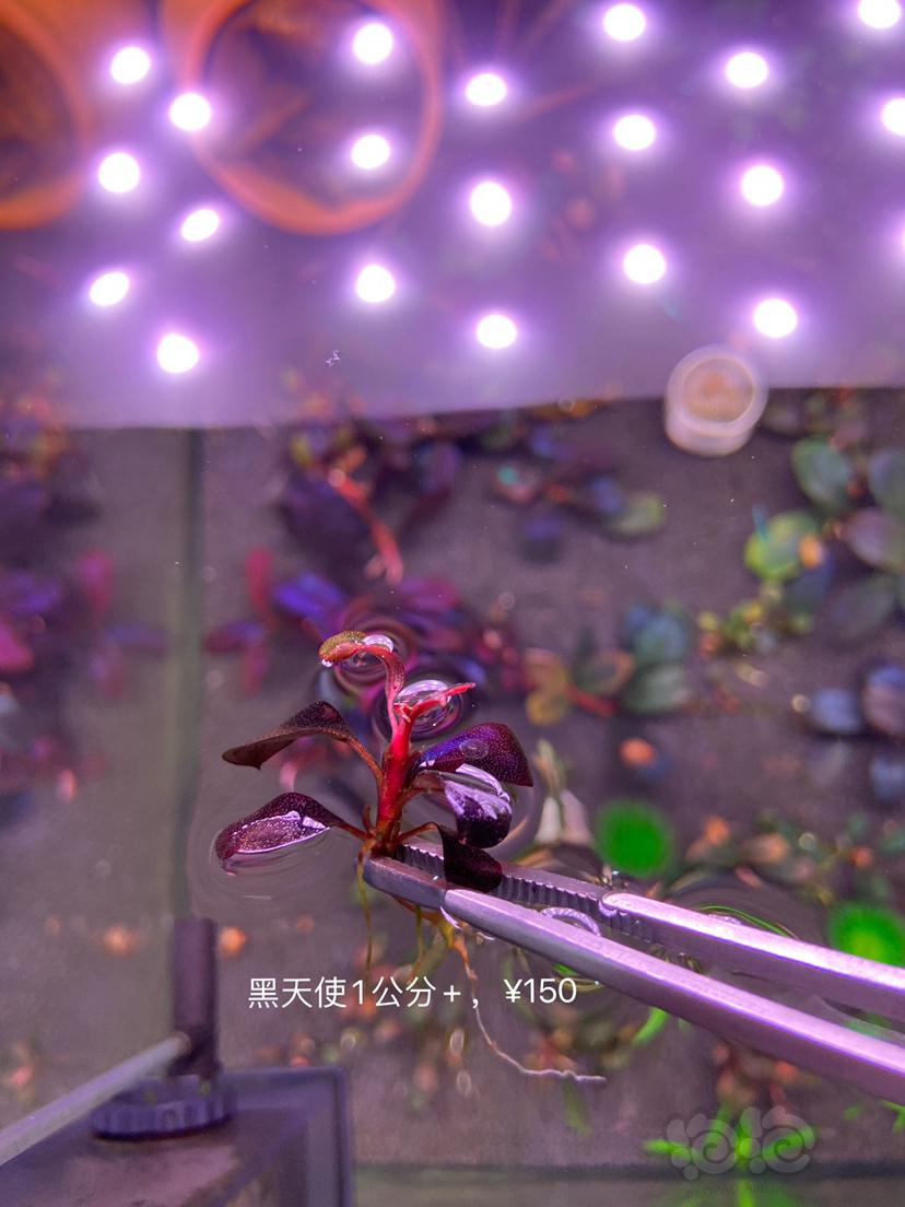 【辣椒榕】出真假黑天使，豹纹海，11紫-图1