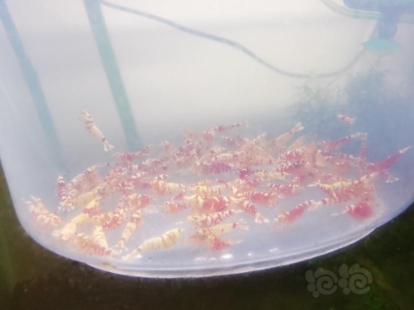 【虾】2021-07-06#RMB拍卖红花虎淘汰一组100只-图3