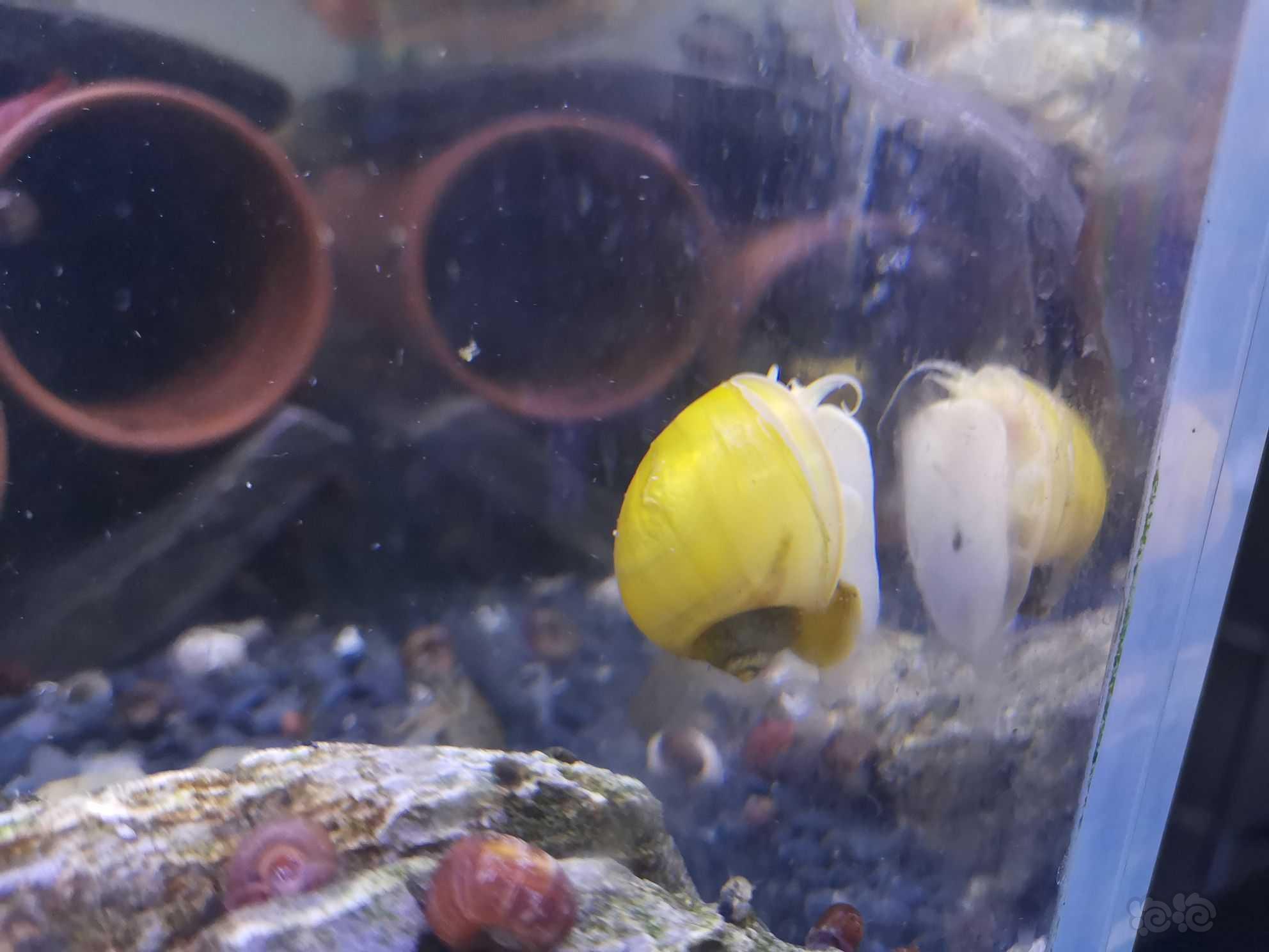 自己自来水繁殖的黄金螺-图4