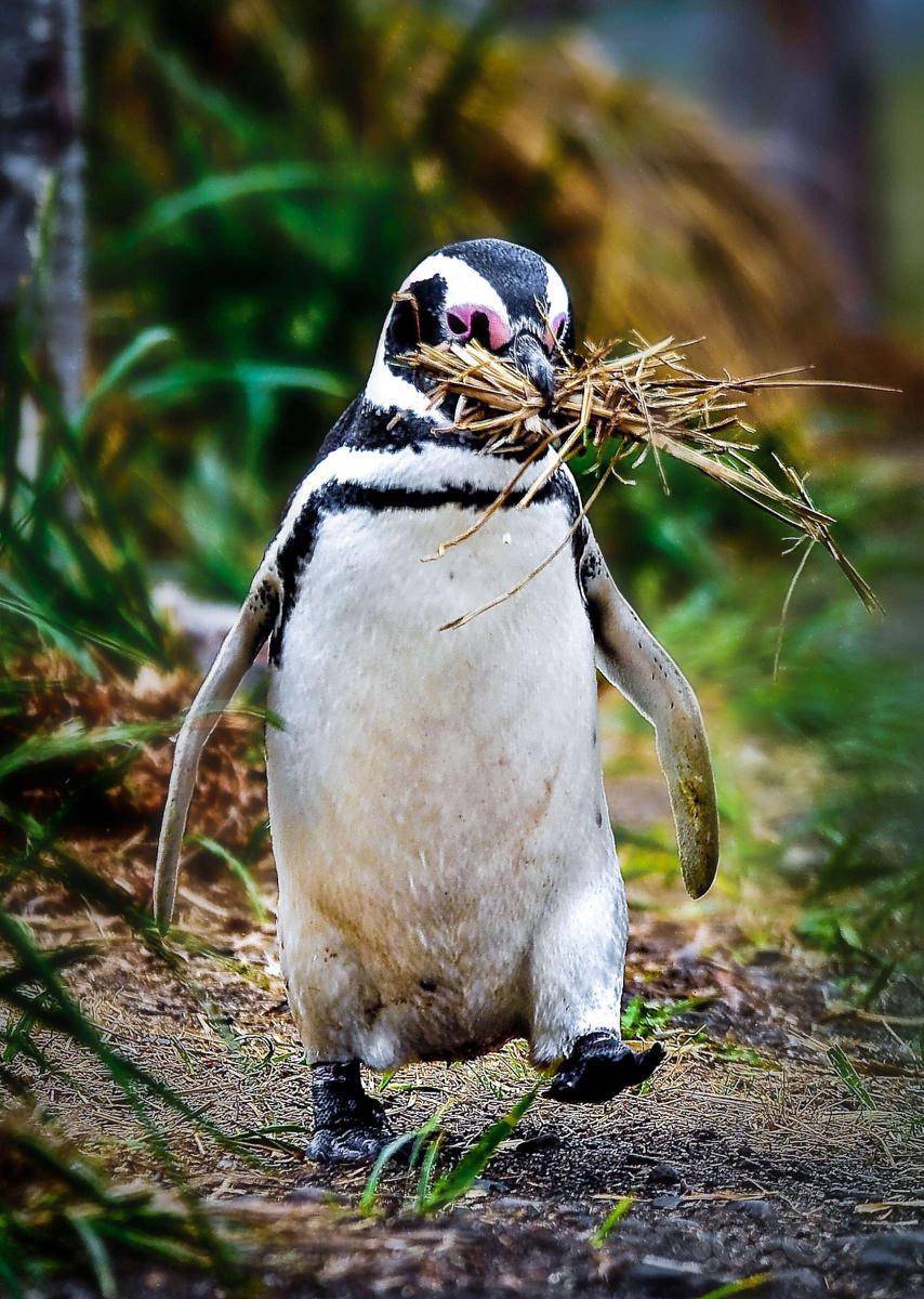 麦哲伦企鹅-转自国家地理-图1