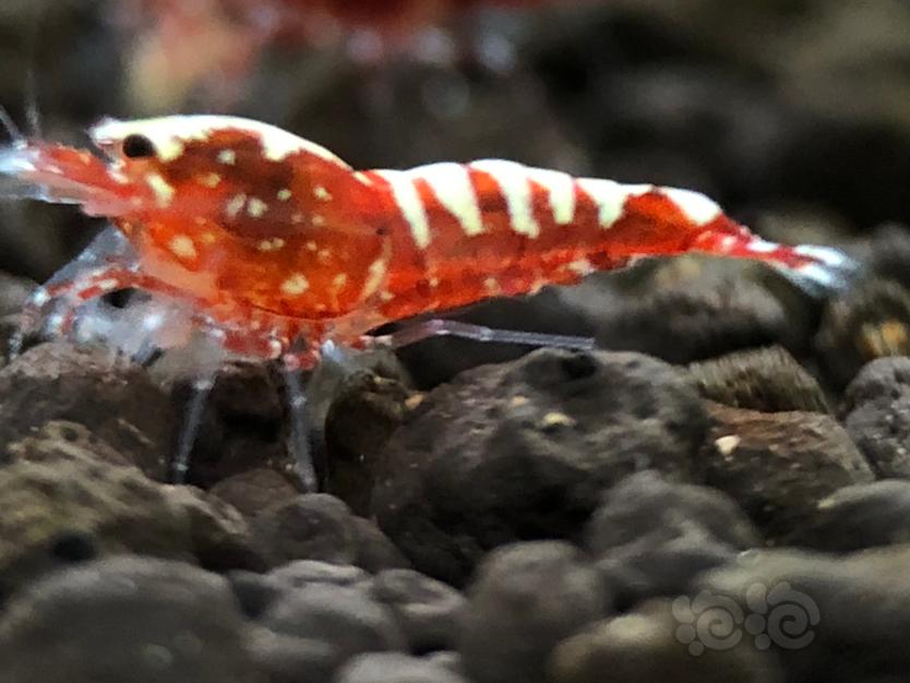 【虾】2021-7-23#RMB拍卖红银河幼虾10只-图9