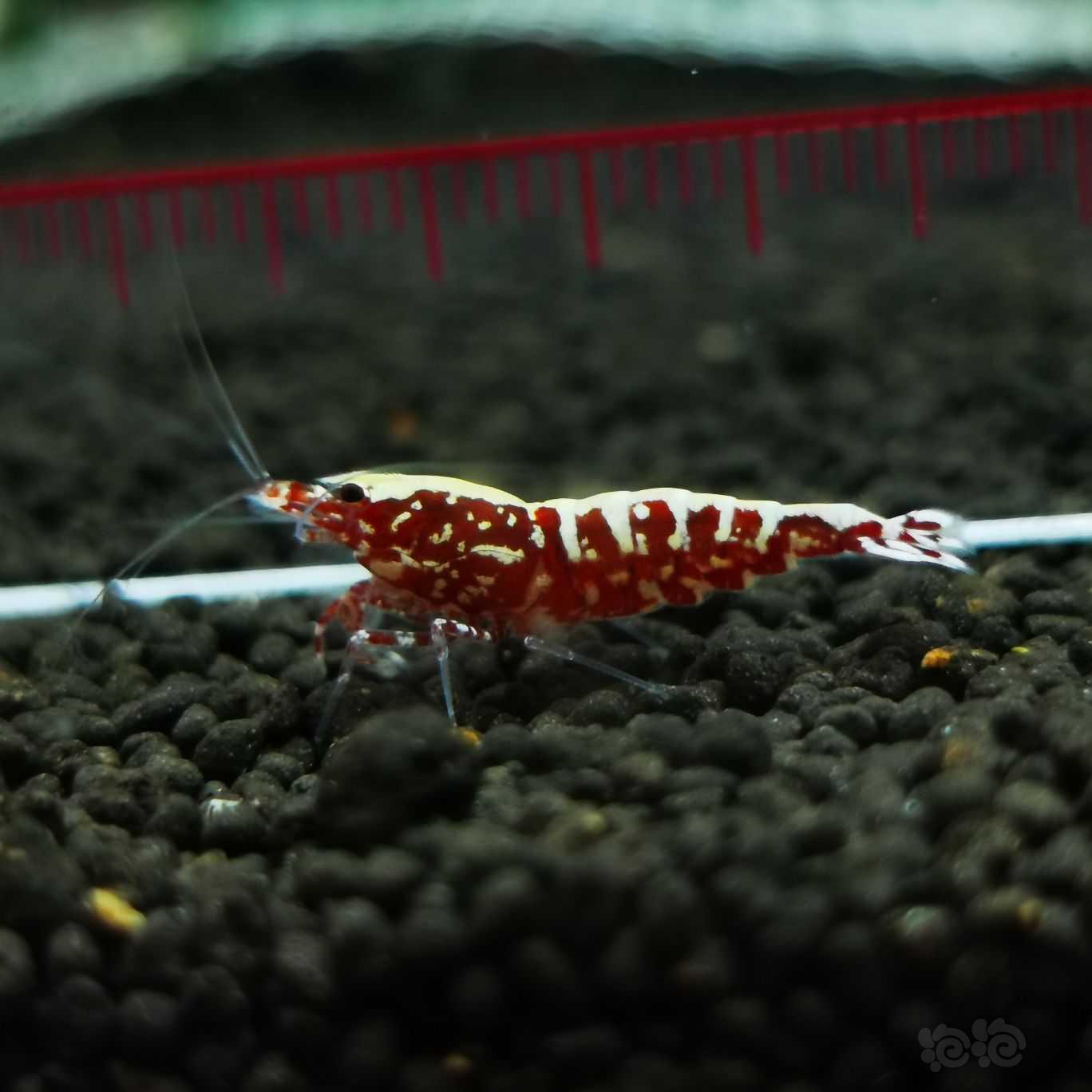 【虾】2021-07-25#RMB拍卖红银河雪花新成水晶虾一份2只-图4