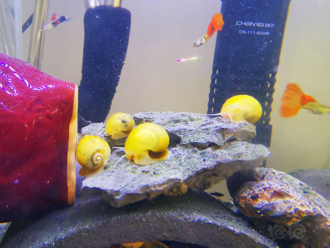 自己自来水繁殖的黄金螺-图3