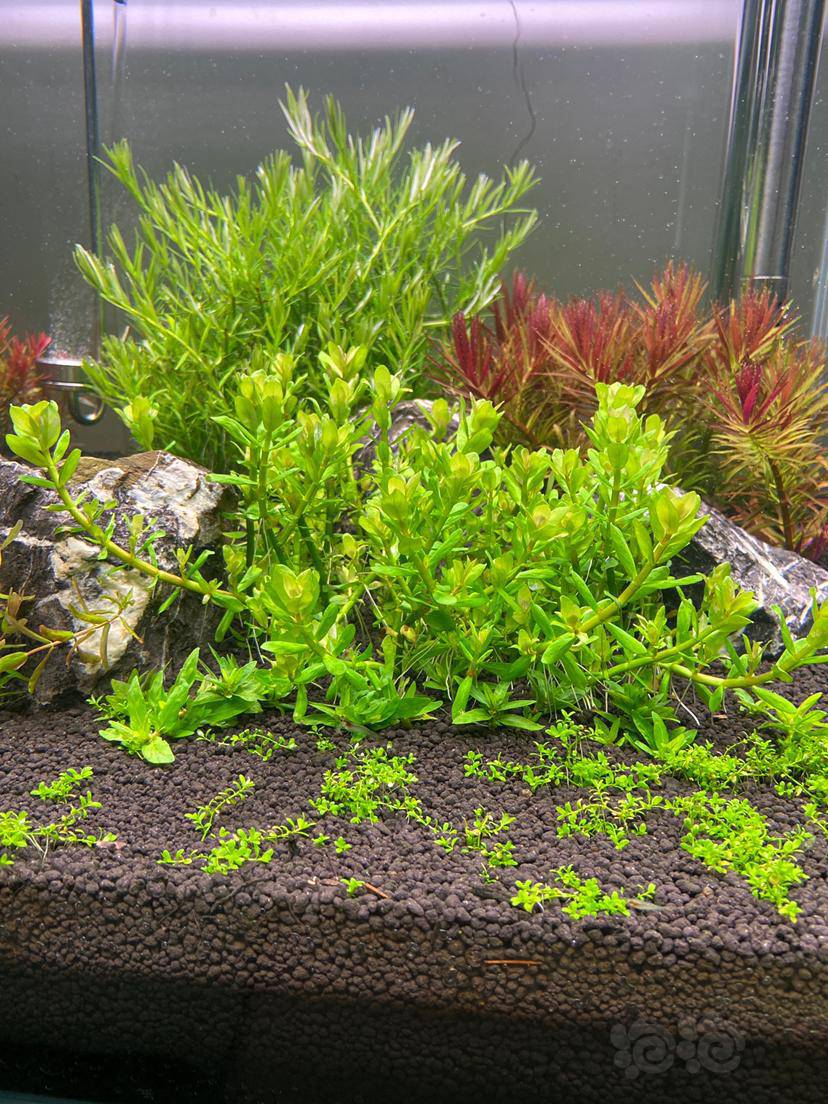 水草造景和种植 印度小圆叶