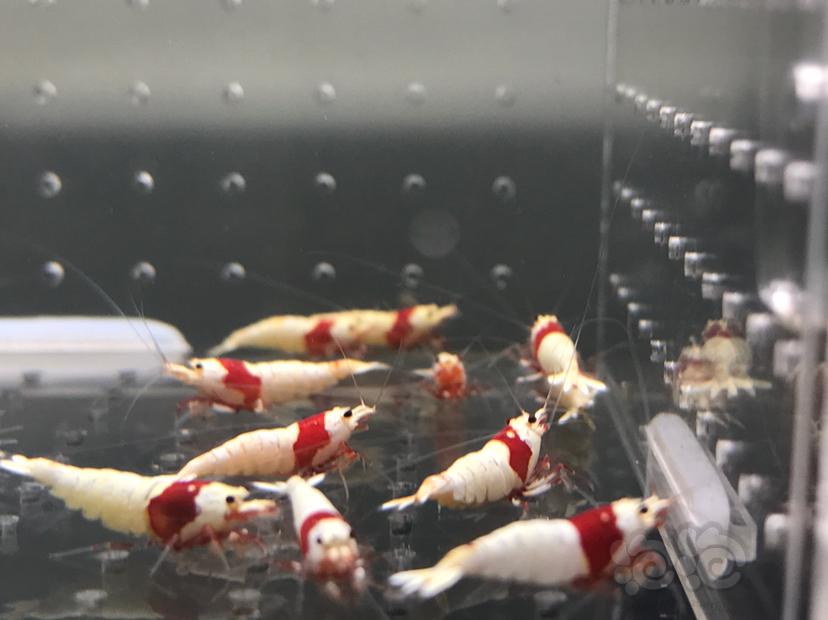 【虾】2021-7-1#RMB拍卖#纯血红白水晶虾一份16只-图2