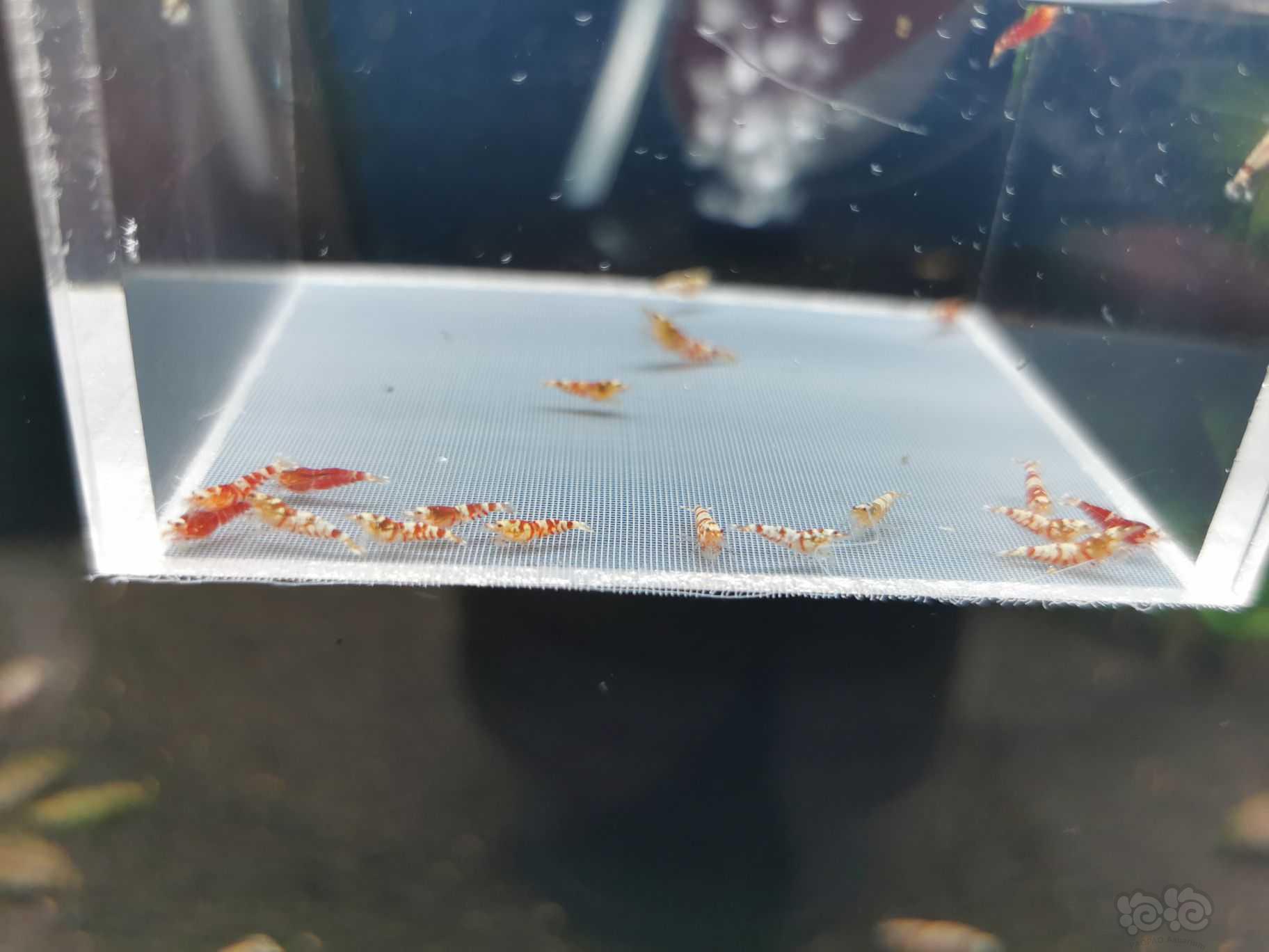 【虾】2021-7-10#RMB拍卖红花虎小虾一份20只-图4