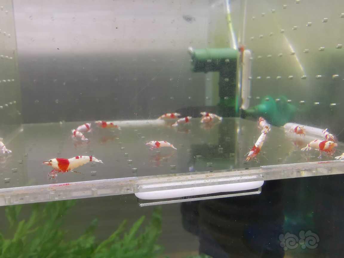 【虾】2021-07-02#RMB拍卖红白水晶虾22只-图4