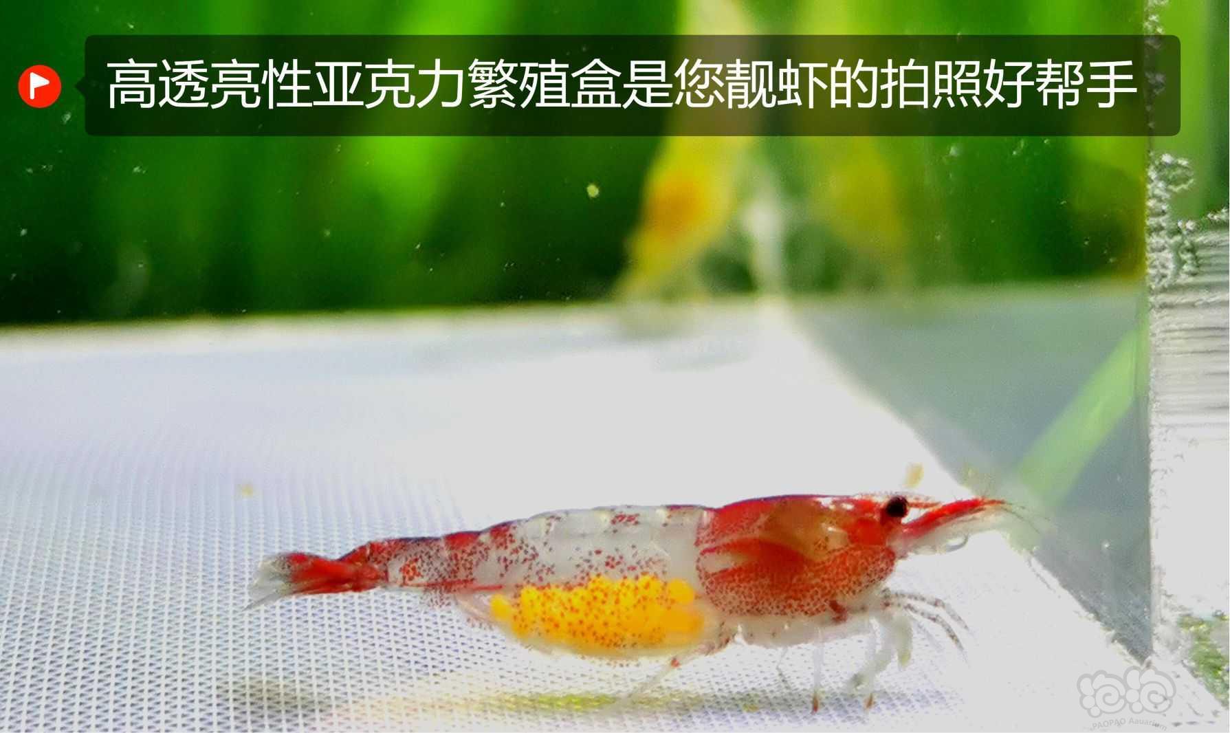 水晶虾、米虾、孔雀鱼隔离盒、繁殖盒-图8