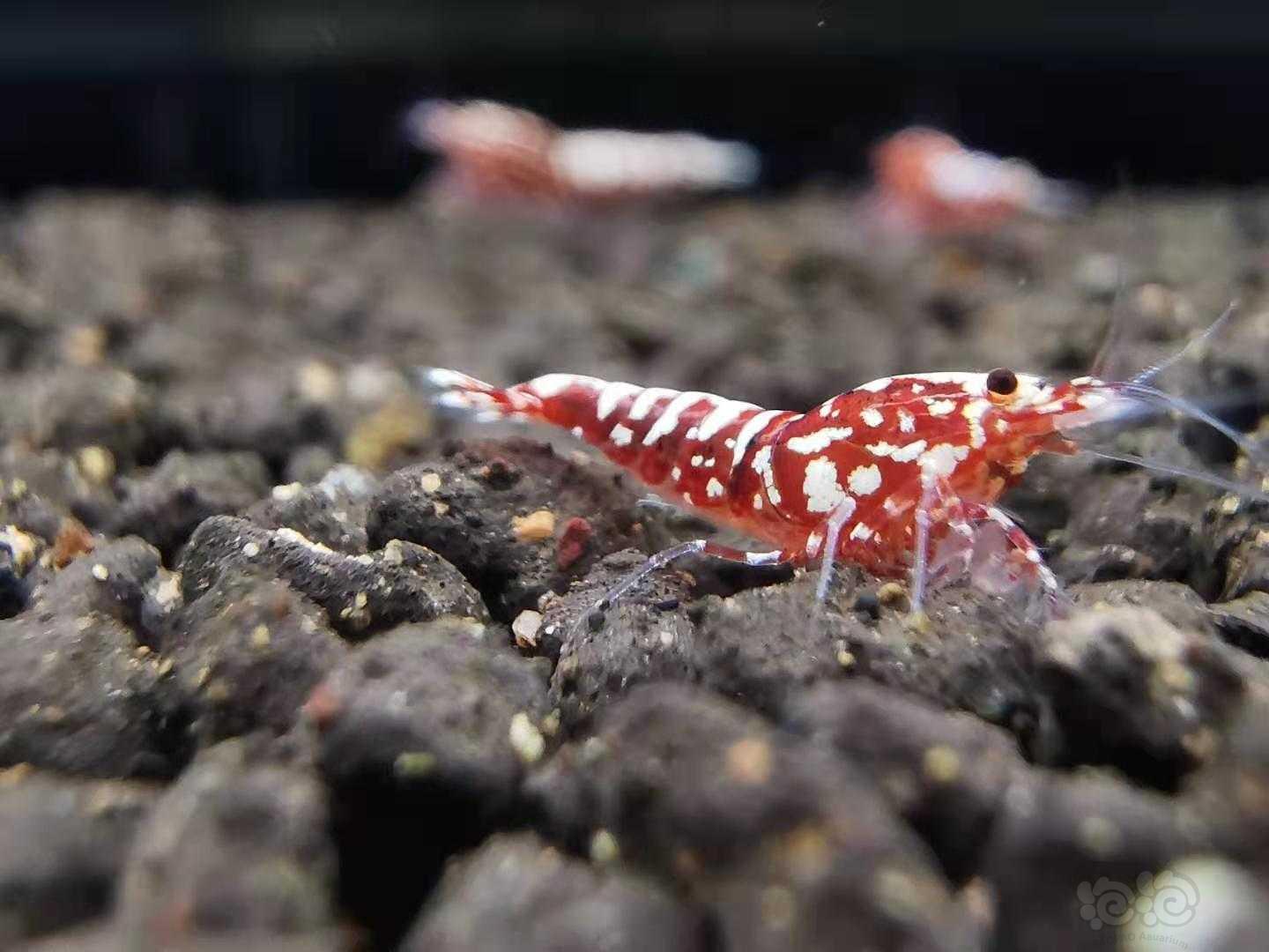 【虾】2021-7-12#RMB拍卖#精品红银河星钻幼虾9只-图9