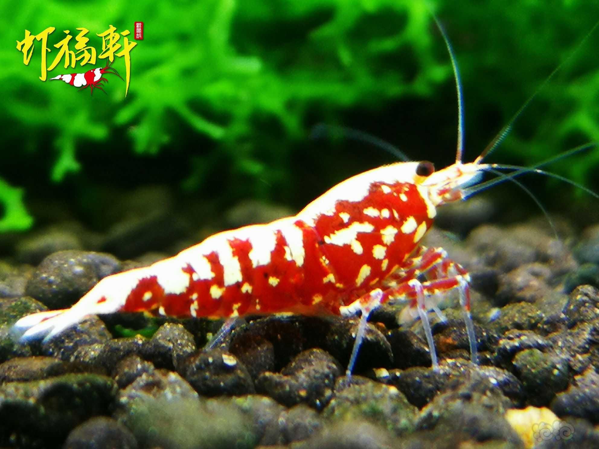 【虾】2021-07-12#RMB拍卖#红银河星钻2只-图4