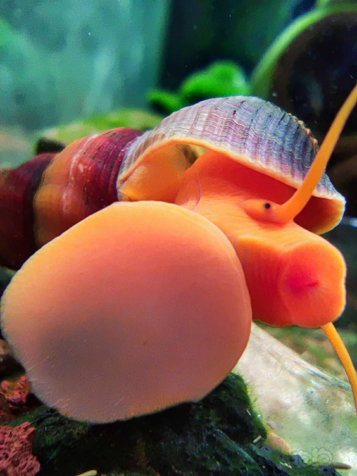 橙兔螺水温图片