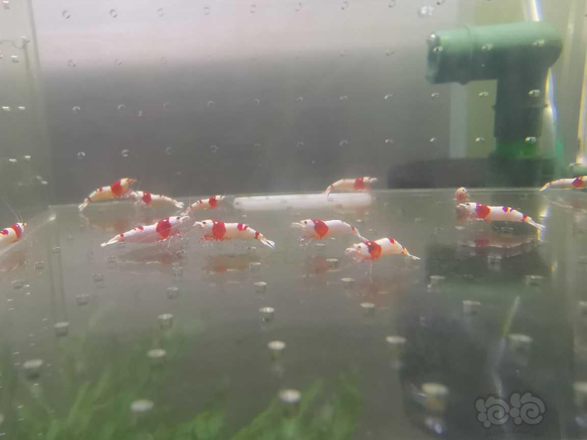 【虾】2021-07-02#RMB拍卖红白水晶虾22只-图2