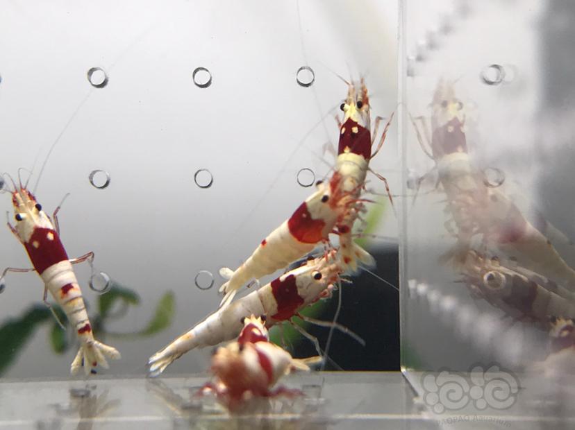 【虾】2021-07-20#RMB拍卖#纯血红白水晶虾一份10只-图9