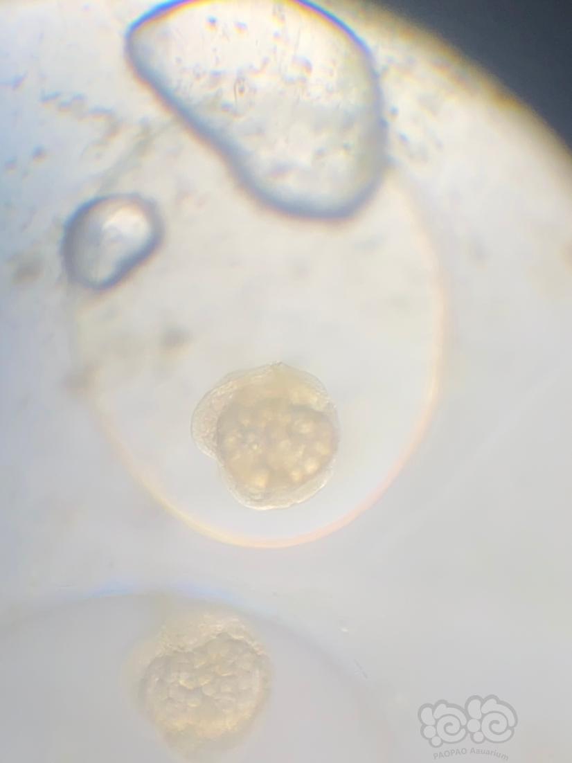 显微镜下的螺卵-图1