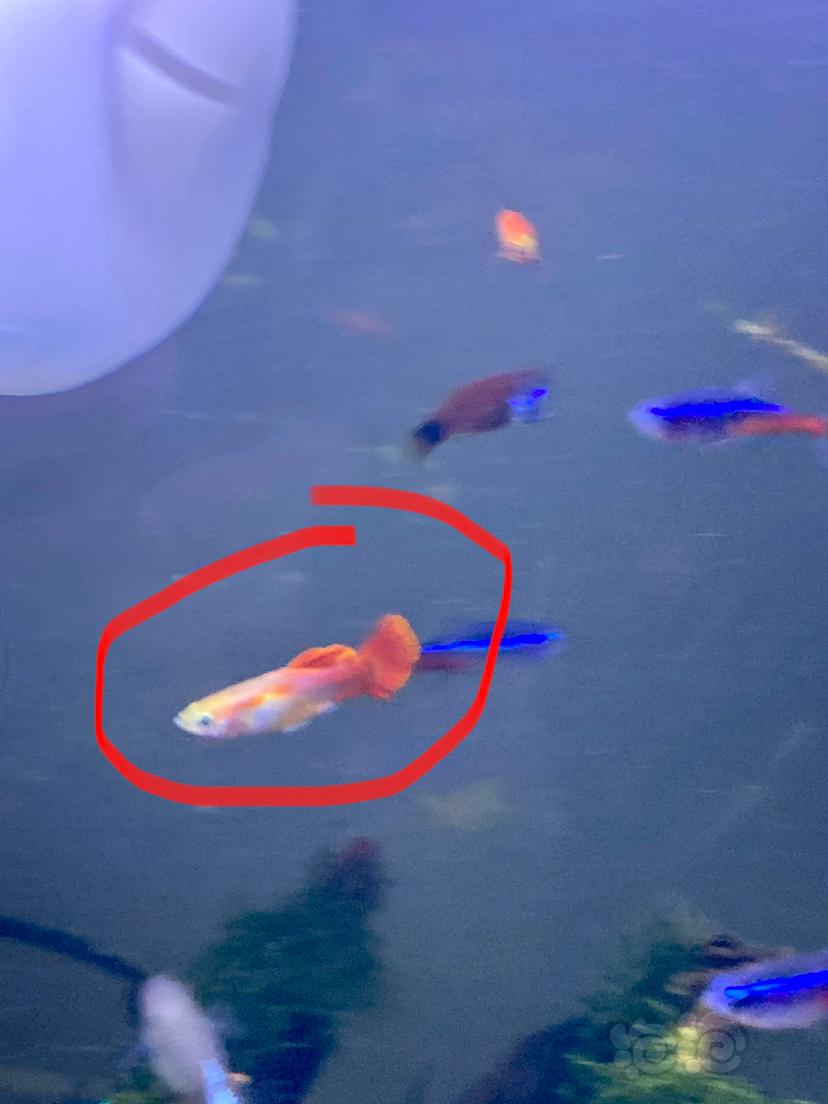 问一下各位，图中，画红圈的孔雀鱼。是什么品种？-图2