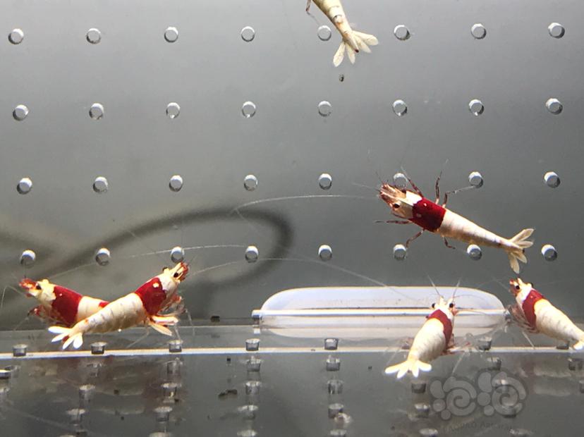 【虾】2021-7-5#RMB拍卖#纯血红白水晶虾一份15只-图9