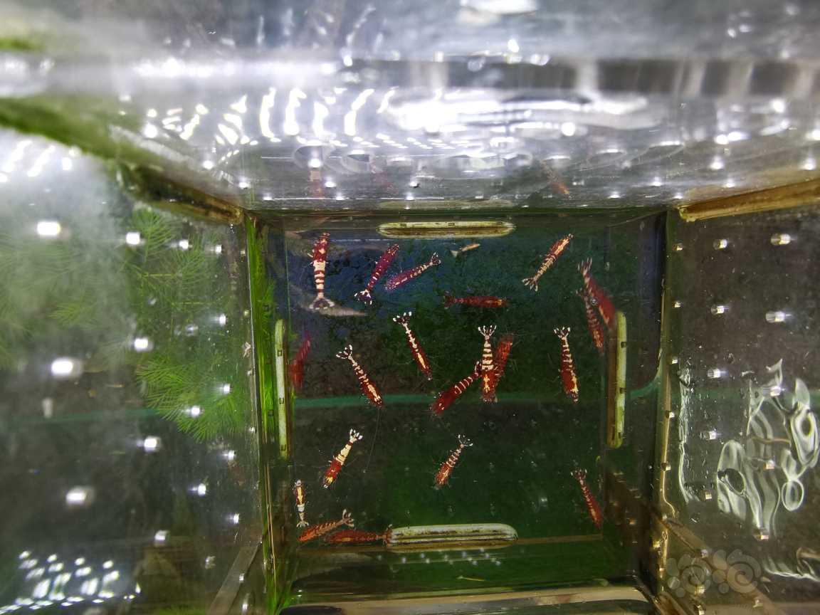【虾】2020-07-29＃RMB拍卖红银河淘汰水晶虾20只-图6