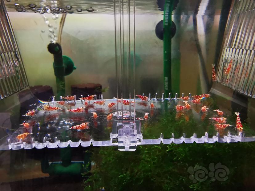 【虾】2021-07-27#RMB拍卖红花虎幼虾一组30只-图1