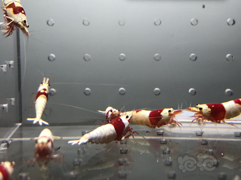 【虾】2021-7-5#RMB拍卖#纯血红白水晶虾一份15只-图5