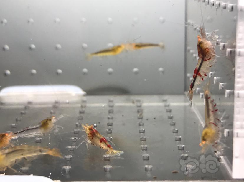 【虾】2021-07-07#RMB拍卖#金眼红黑虎水晶虾一份15只-图9