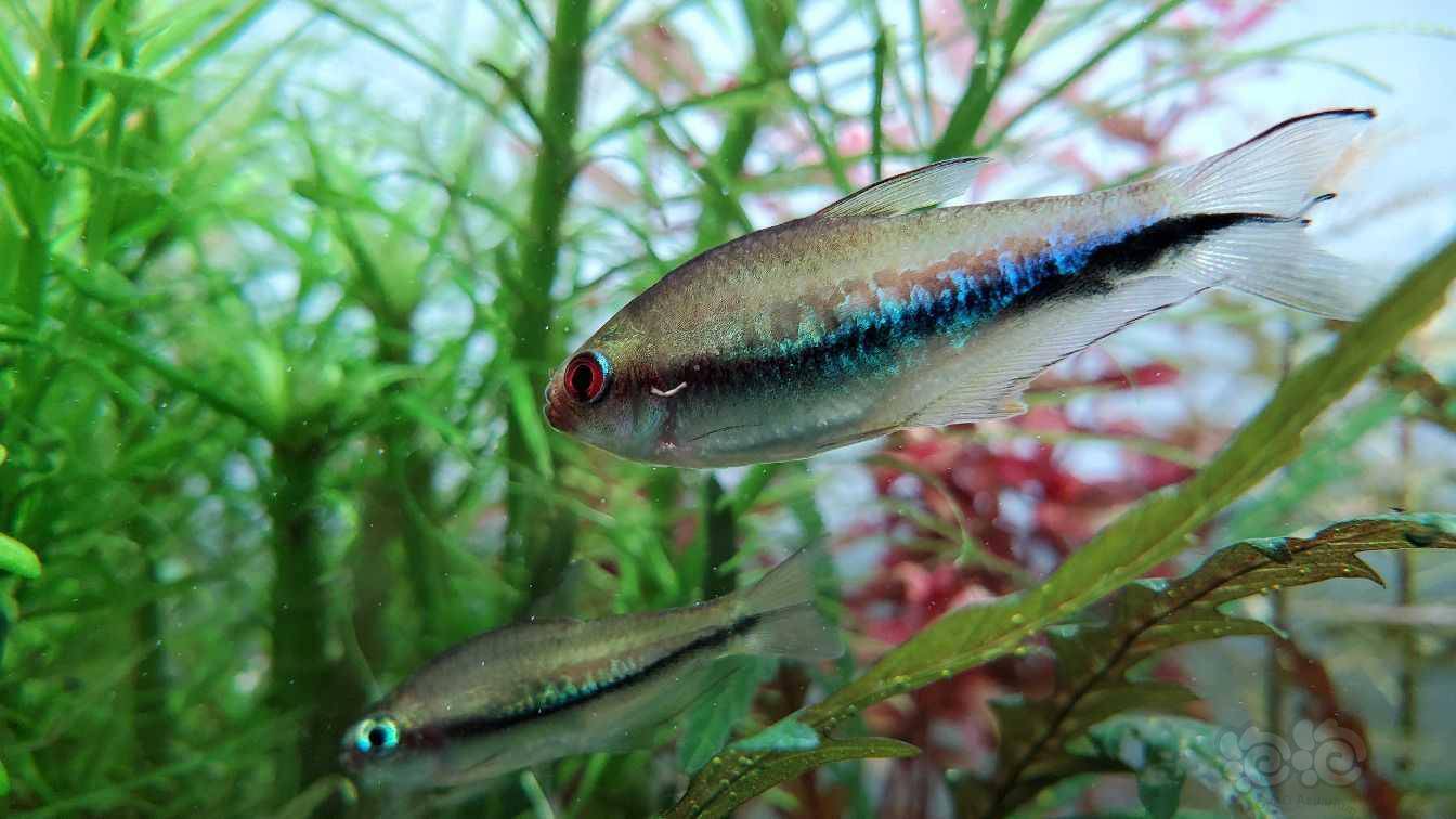 灯科鱼彩虹帝王灯