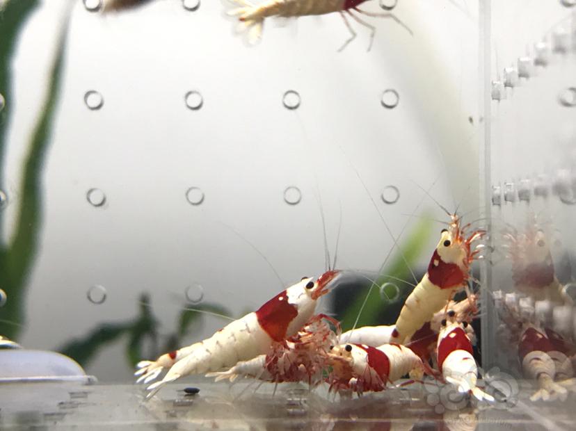 【虾】2021-07-20#RMB拍卖#纯血红白水晶虾一份10只-图4