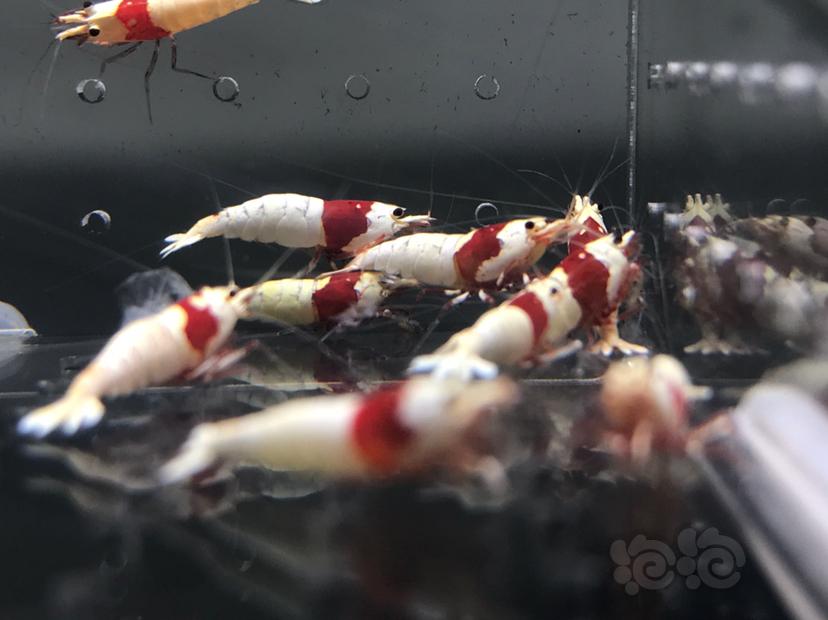 【虾】2021-7-1#RMB拍卖#纯血红白水晶虾一份16只-图8