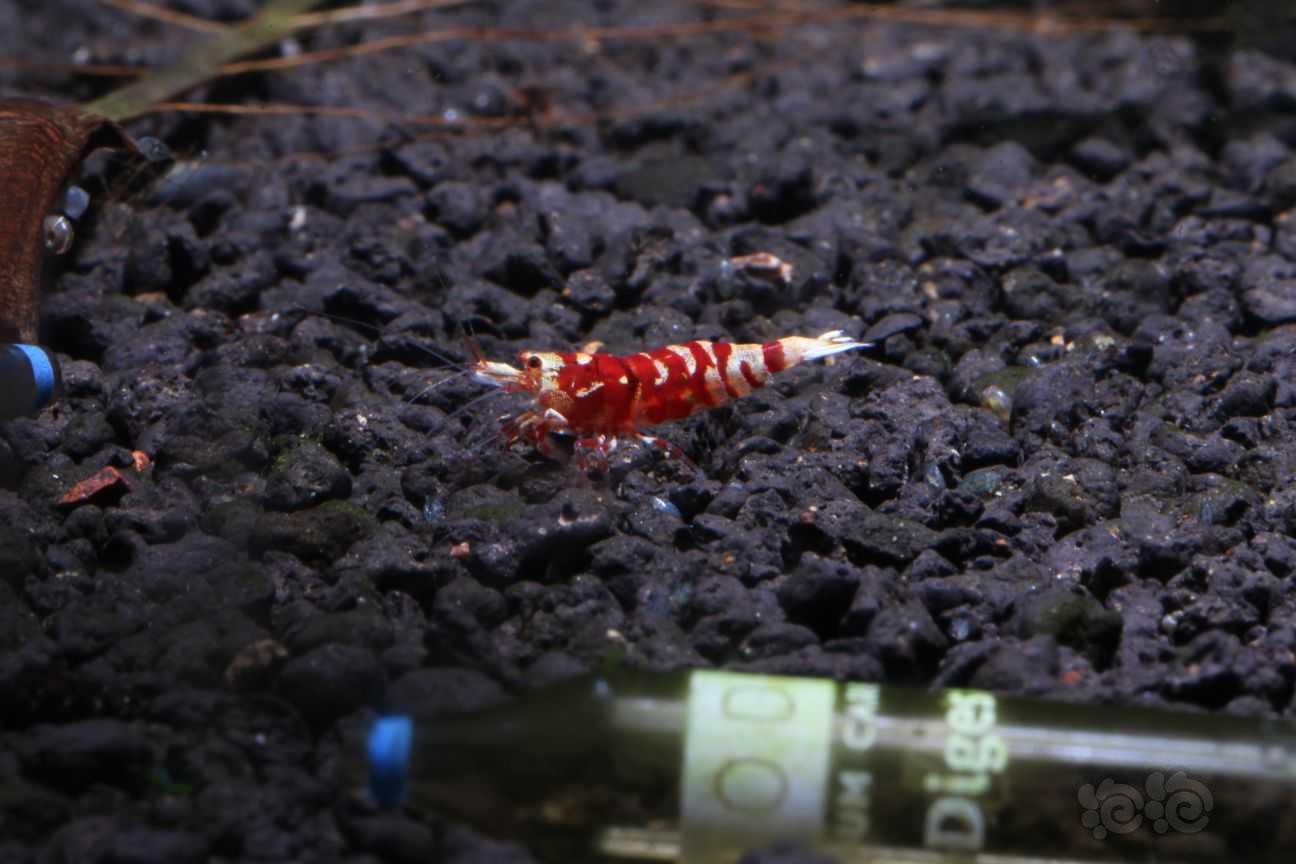 【虾】2021-07-31#RMB拍卖#红花虎一对-图2