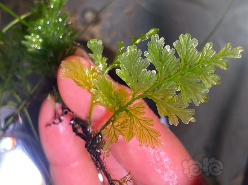 潜水下去野菜的水下蕨-图2