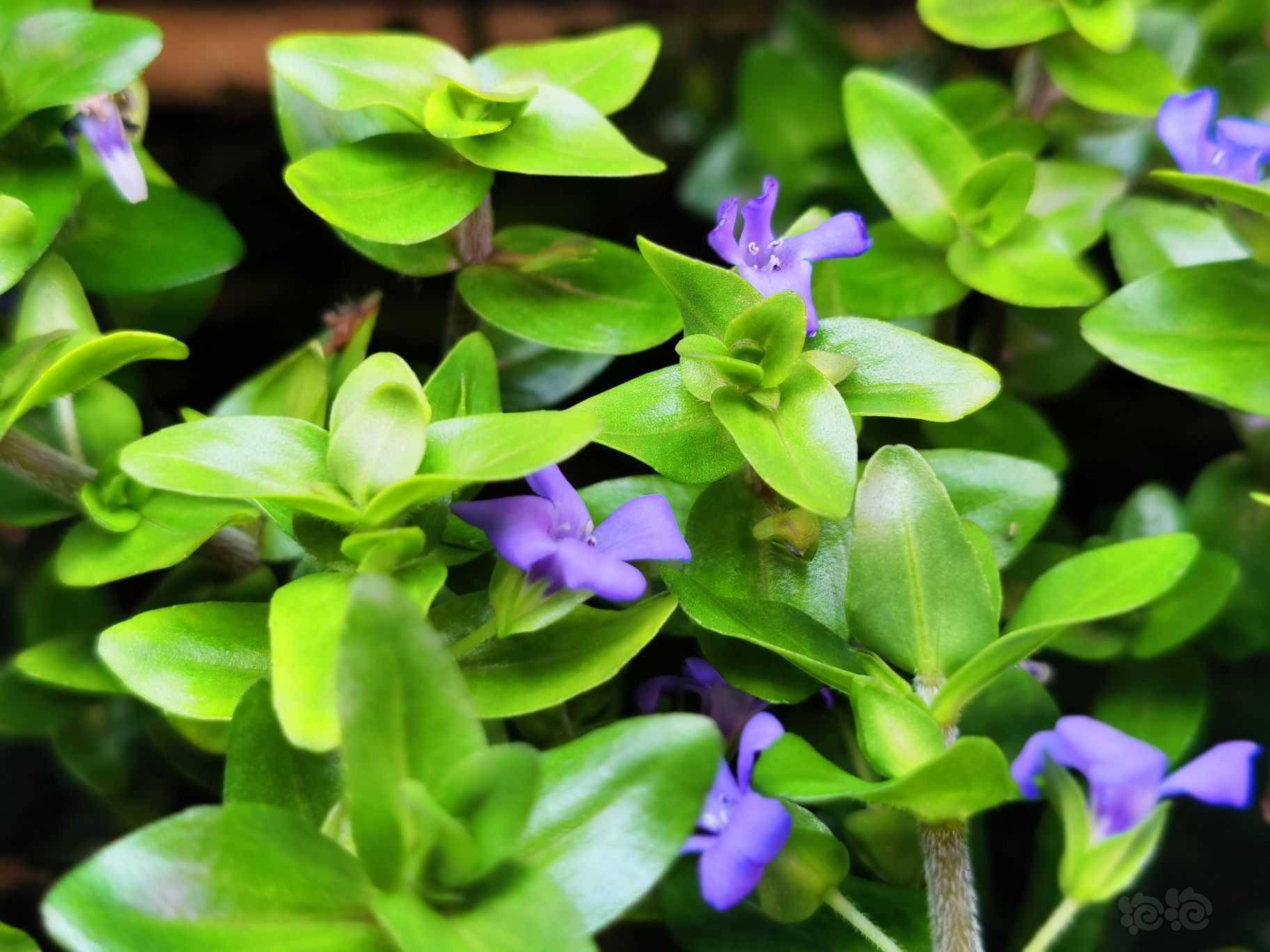 水上叶别有一番风采 泡泡水族