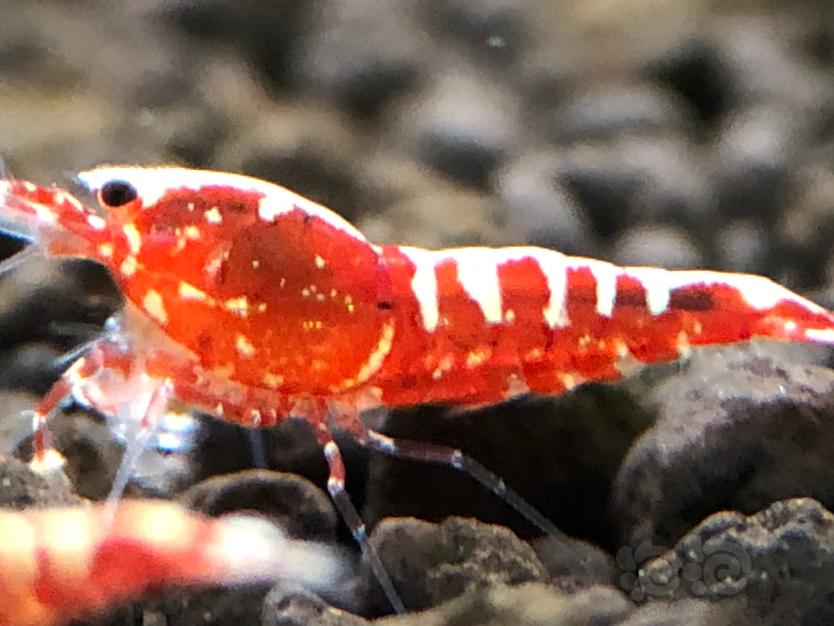 【虾】2021-7-23#RMB拍卖红银河幼虾10只-图7