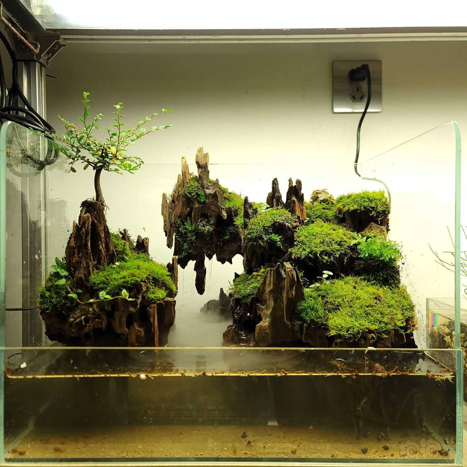 建缸日记试一下虾木做水陆缸