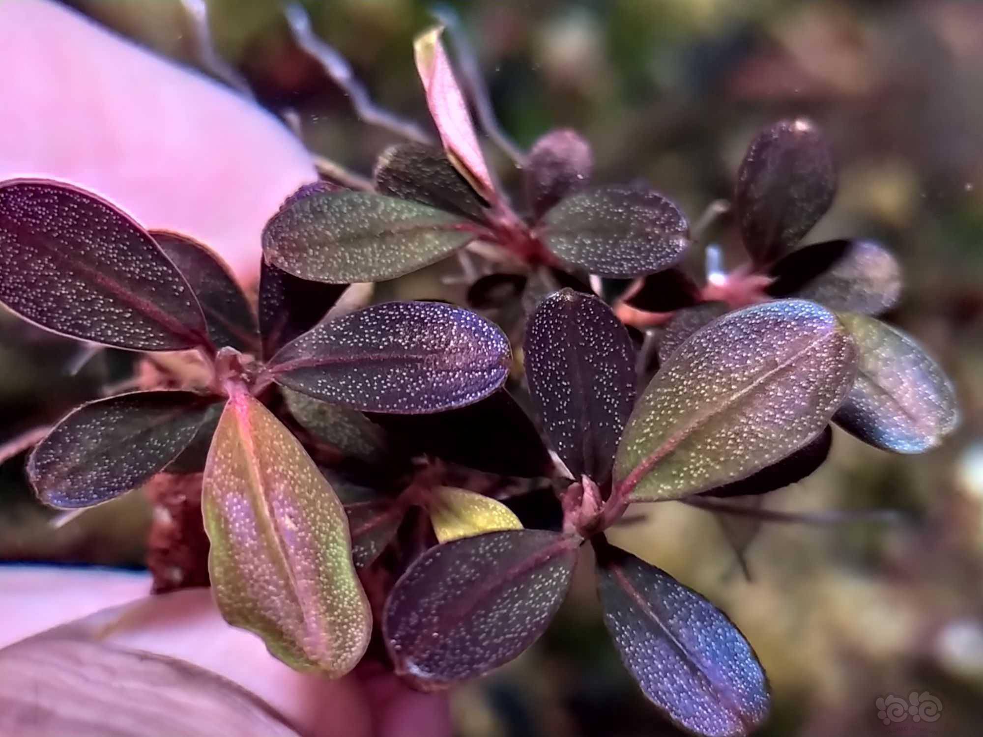 请教辣椒榕品种