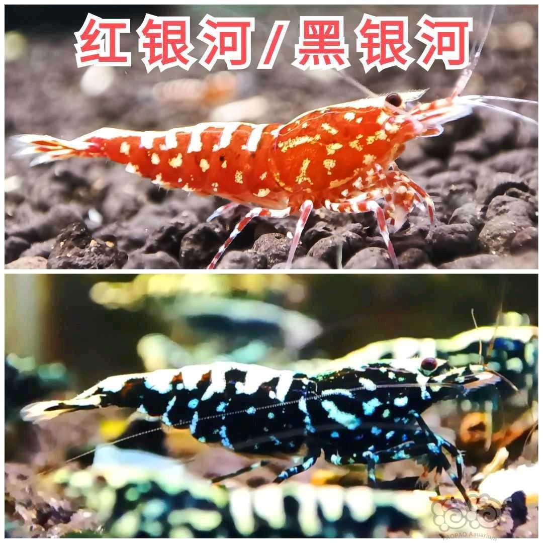 【水晶虾】红黑银河苗子 10元/只-图1