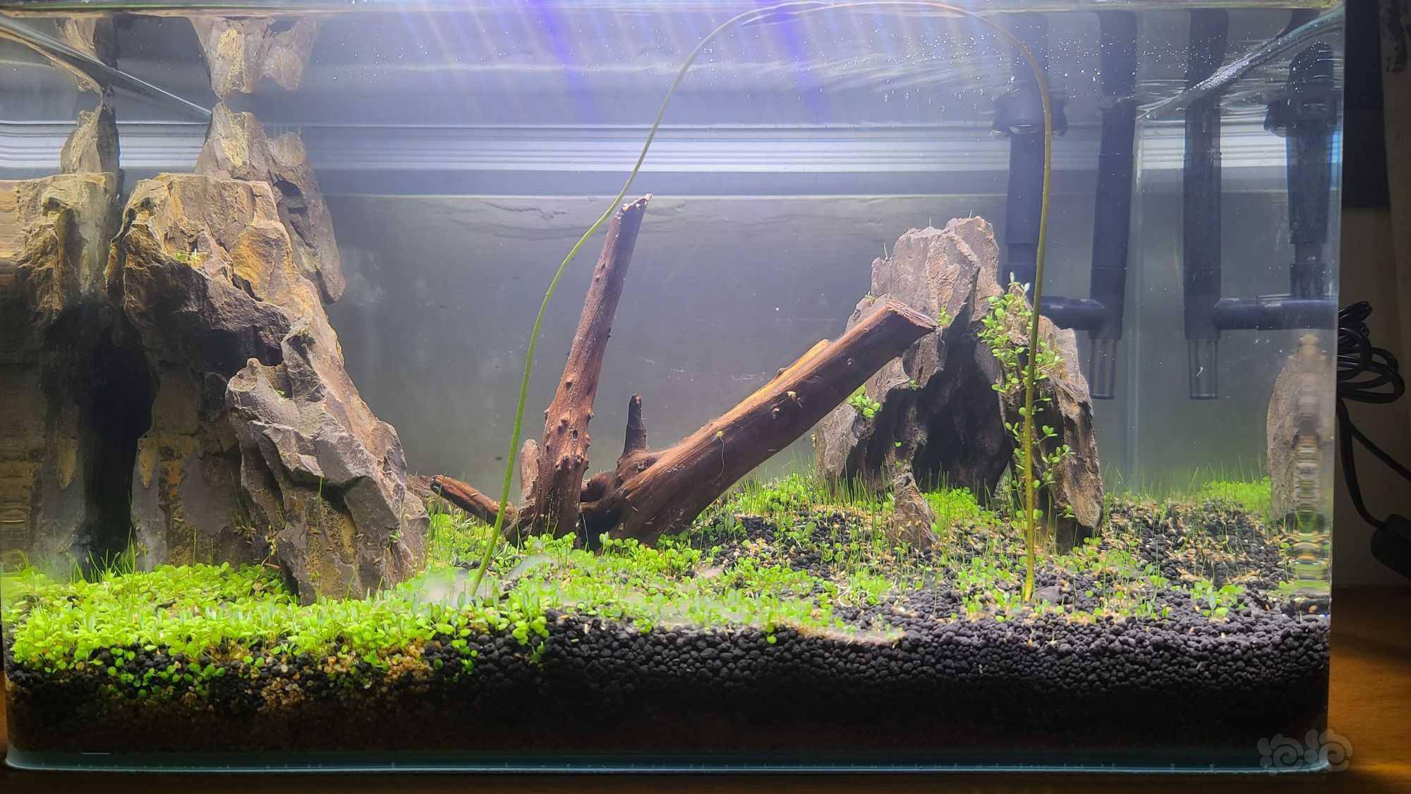 鱼缸绿毛藻怎么除?