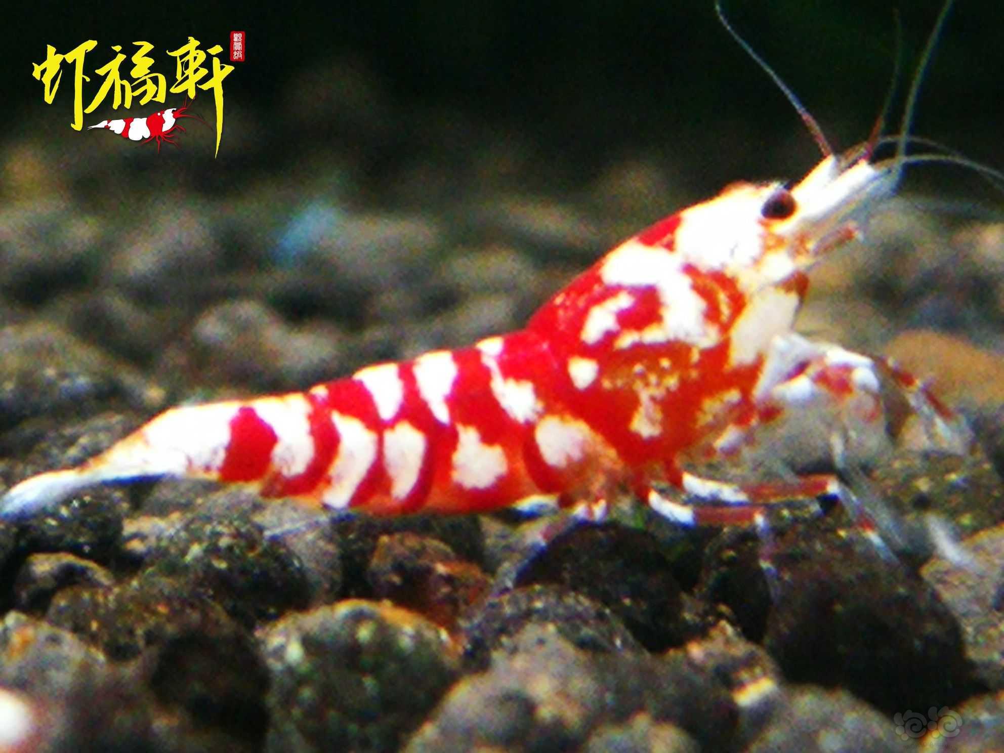 【虾】2021-07-05#RMB拍卖#红花虎小虾4只-图1