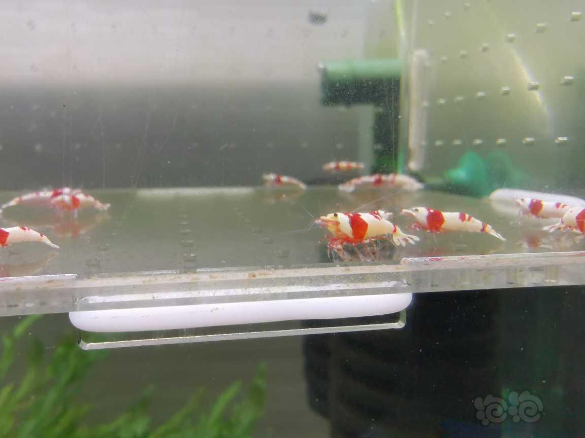 【虾】2021-07-02#RMB拍卖红白水晶虾22只-图3