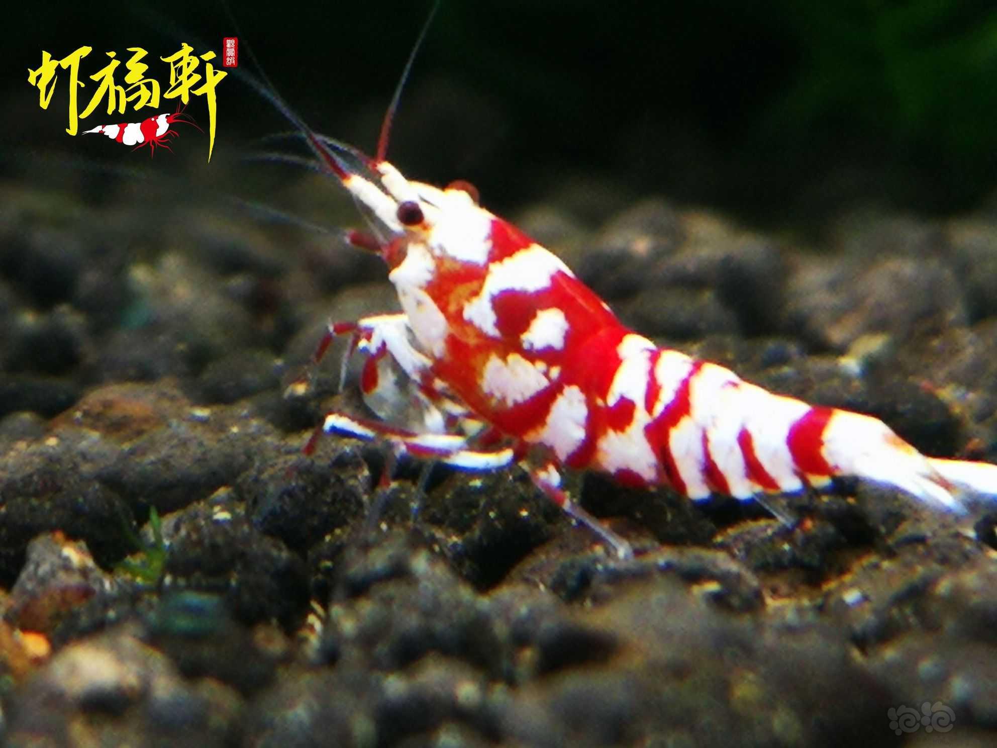 【虾】2021-07-05#RMB拍卖#红花虎小虾4只-图3