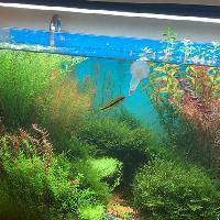 实用水草百科系列 泡泡水族