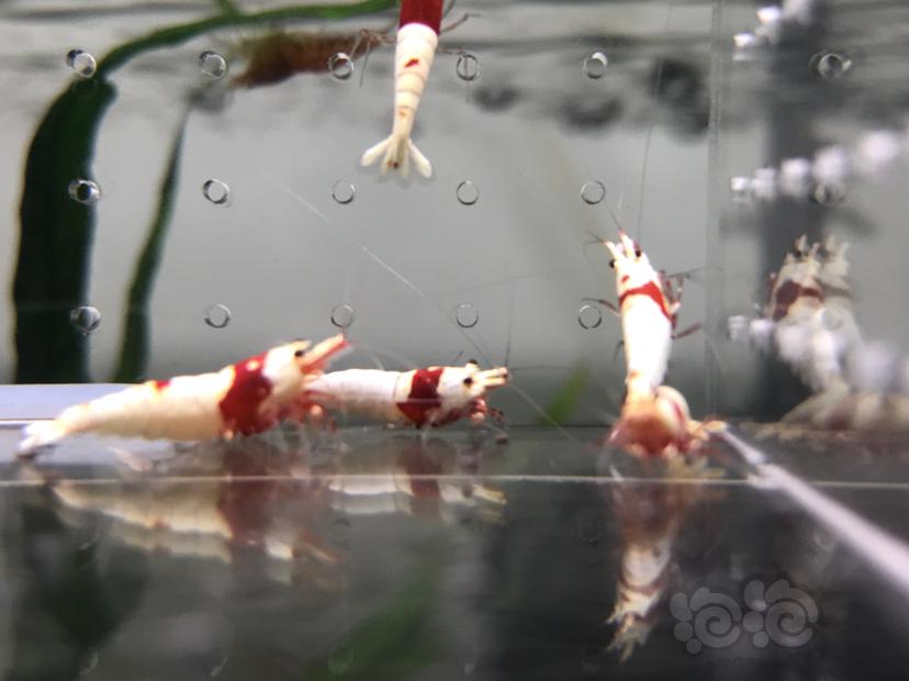 【虾】2021-07-20#RMB拍卖#纯血红白水晶虾一份10只-图1