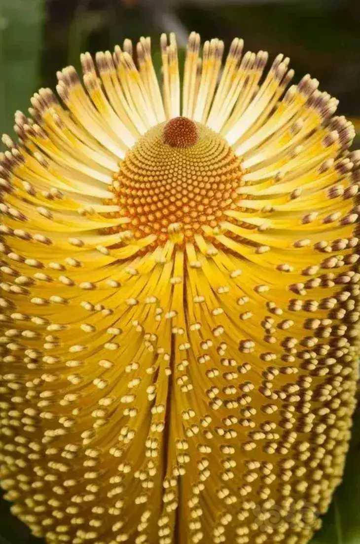 奇花异草伴夏装