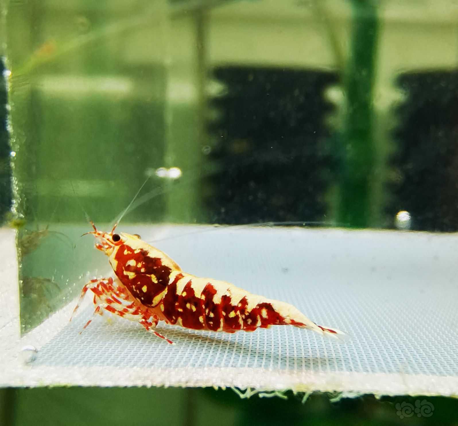 【虾】2021-7-5#RMB拍卖红银河雪花公虾一份2只-图2