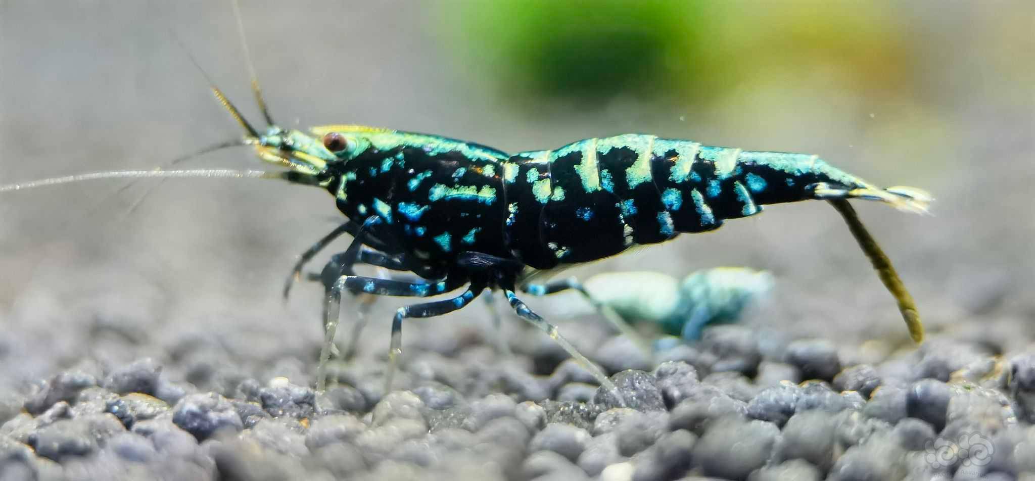 2021074rmb拍卖黑银河水晶虾一对