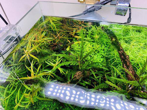 连日低温 水草疯长 泡泡水族